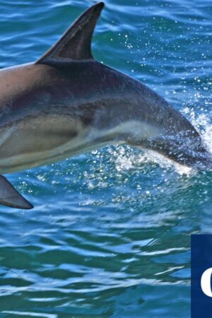 Butchered remains of dolphin discovered on New Jersey beach