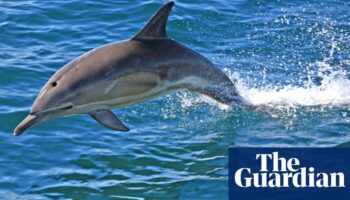 Butchered remains of dolphin discovered on New Jersey beach