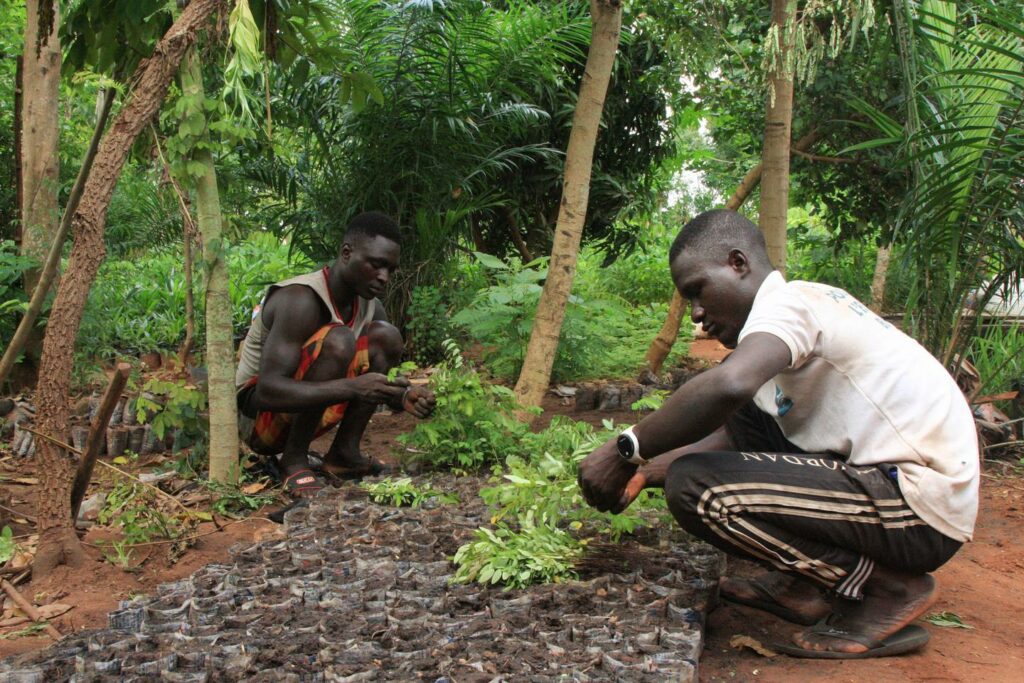 COP29 : l’Afrique se voit en hub du futur marché mondial des droits à polluer