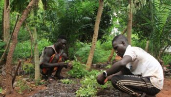 COP29 : l’Afrique se voit en hub du futur marché mondial des droits à polluer