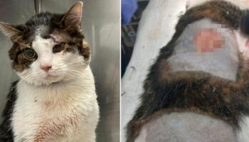 Cat beaten and brutalised in horror knife attack after taking piece of owner's bacon