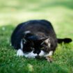 Cats' main reason for using your garden as a toilet and how to stop it