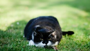 Cats' main reason for using your garden as a toilet and how to stop it