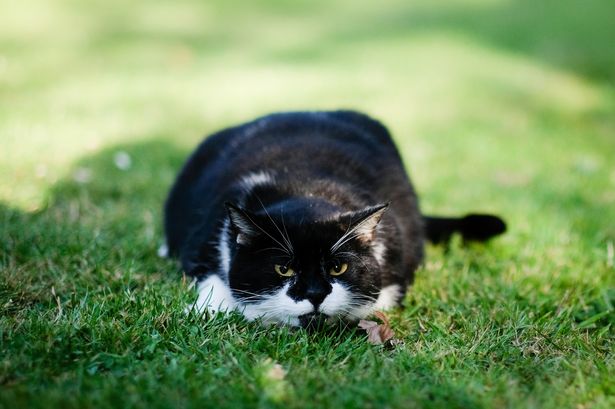 Cats' main reason for using your garden as a toilet and how to stop it