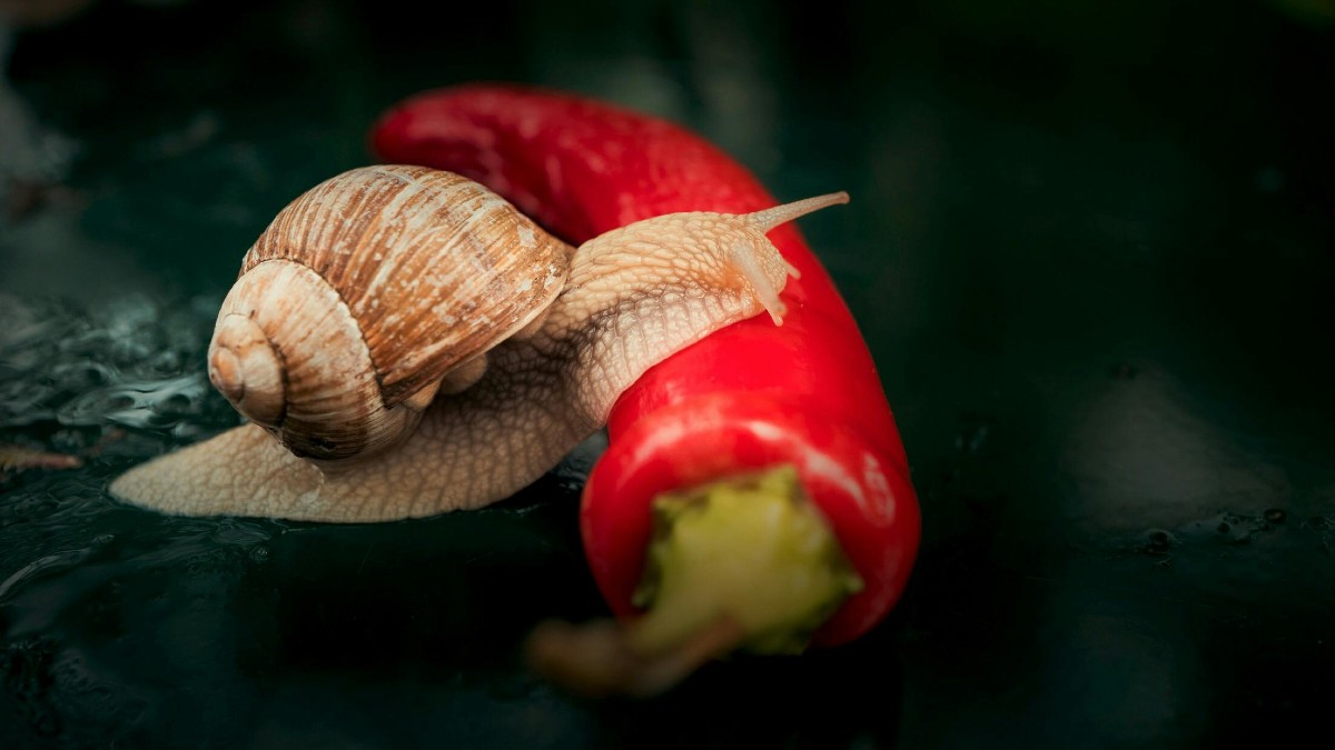 Certains animaux sont fans de piment et le tolèrent mieux que vous