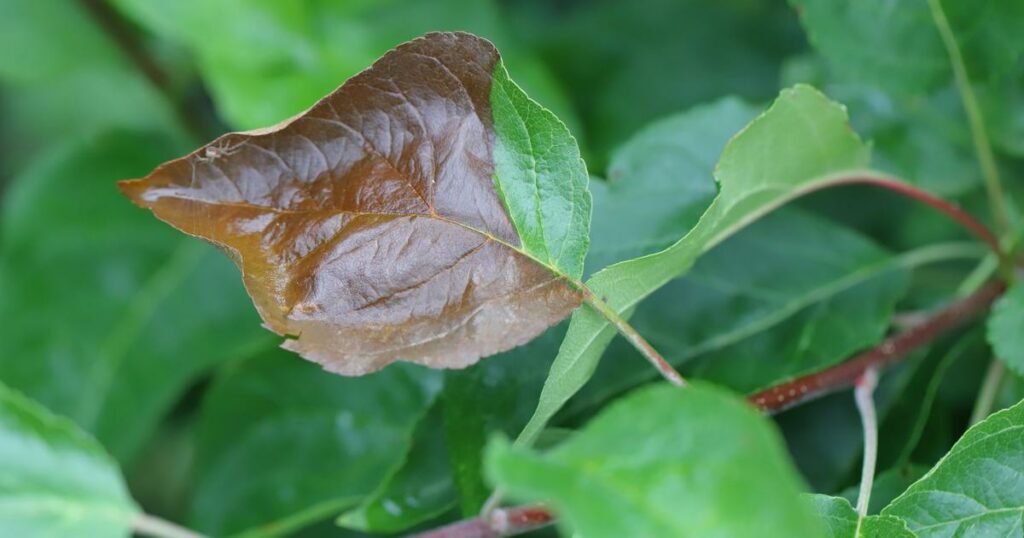 Ces 5 maladies qui risquent de toucher vos plantes un jour ou l'autre... et la façon de les éviter