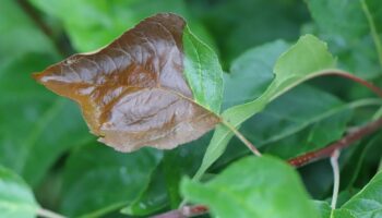 Ces 5 maladies qui risquent de toucher vos plantes un jour ou l'autre... et la façon de les éviter