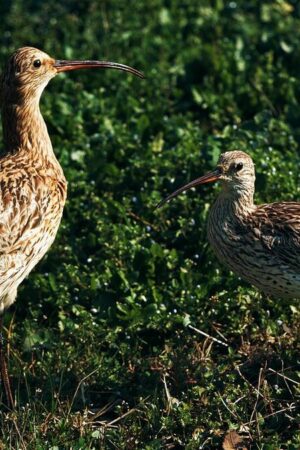 Cet oiseau a officiellement disparu… dans l’indifférence générale