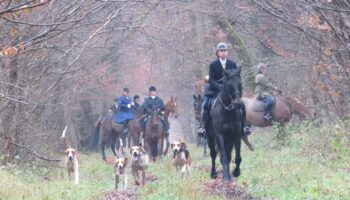 Clermont : 35 chiens de chasse poursuivent un sanglier en centre-ville et sur la N31