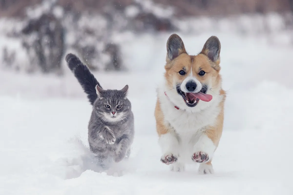 Cómo prevenir las enfermedades más comunes en perros y gatos durante el invierno