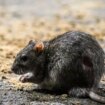 DIY rodent repellent will send rats 'sprinting in the opposite direction'