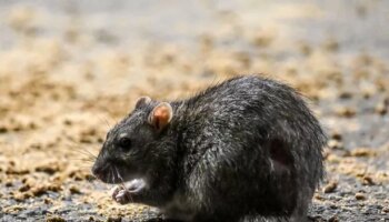 DIY rodent repellent will send rats 'sprinting in the opposite direction'