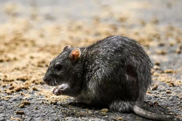 DIY rodent repellent will send rats 'sprinting in the opposite direction'