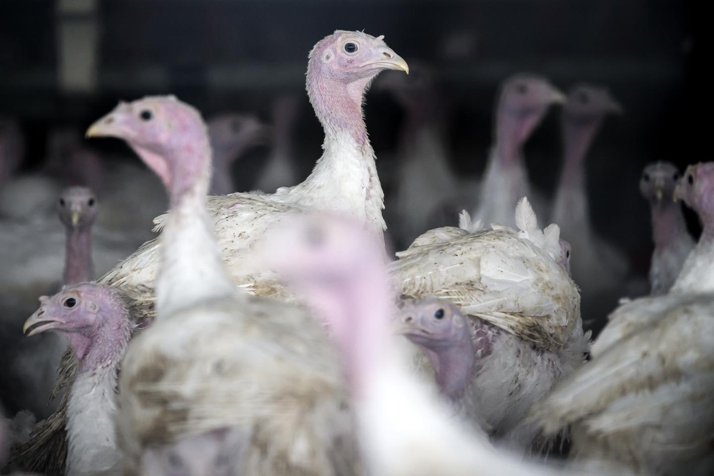 Dans le Cher, la fermeture annoncée d’un gros abattoir de dindes fragilise le tissu local