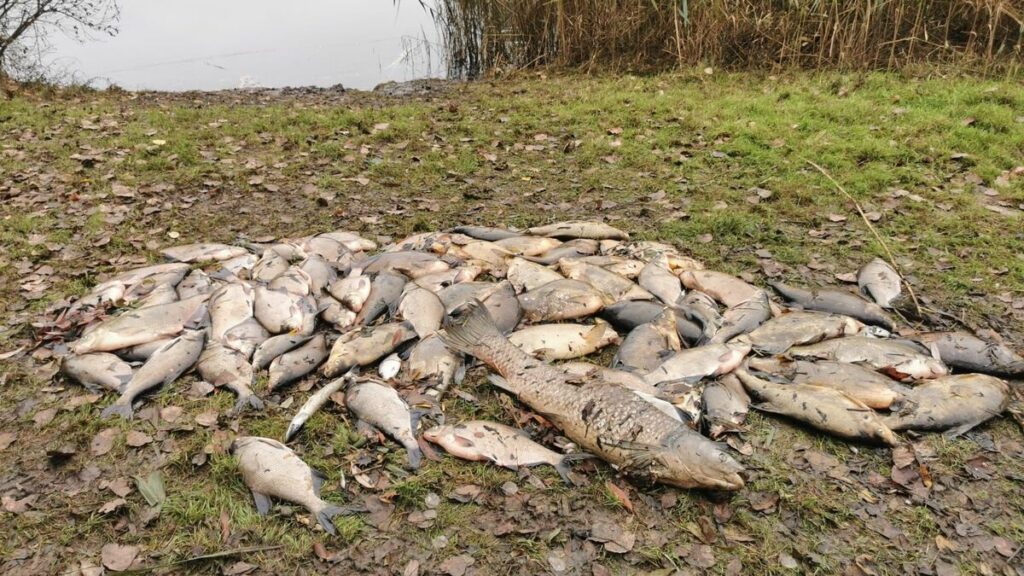 Des centaines de poissons retrouvés morts sur un plan d’eau en Essonne : la conséquence des crues ?