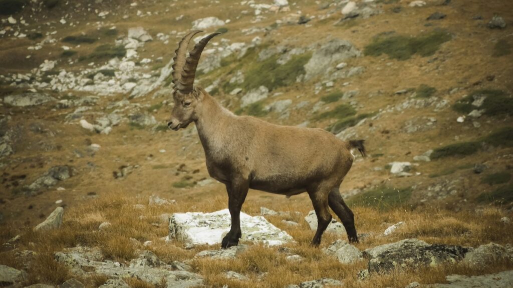 Des scientifiques sonnent l'alarme: les bouquetins des Alpes commencent à vivre la nuit