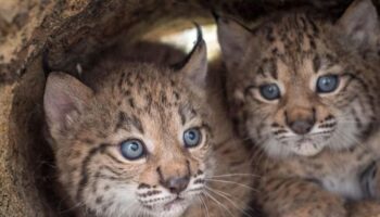 El Cerrato palentino, elegido para acoger los primeros linces ibéricos en el norte peninsular