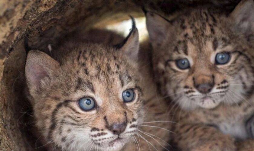 El Cerrato palentino, elegido para acoger los primeros linces ibéricos en el norte peninsular