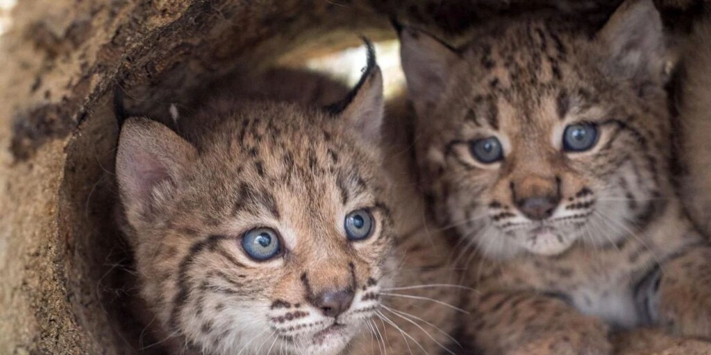 El Cerrato palentino, elegido para acoger los primeros linces ibéricos en el norte peninsular