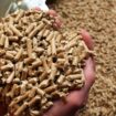 Das Energieunternehmen Leag übernimmt einen Holzpellet-Produzenten aus Schweden. (Symbolbild) Foto: picture alliance / Jens Bütt