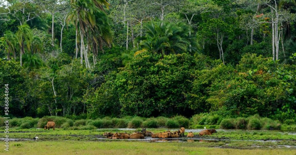 Environnement: l’Afrique se veut le fer de lance du reboisement