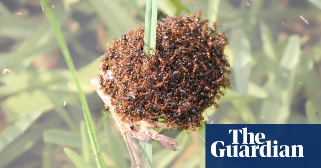 Fire ant rafts could float down Queensland river after recent heavy rains, expert warns