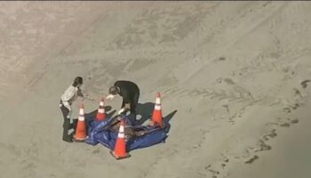 Florida locals scared to go to the beach after human head washes up in sand