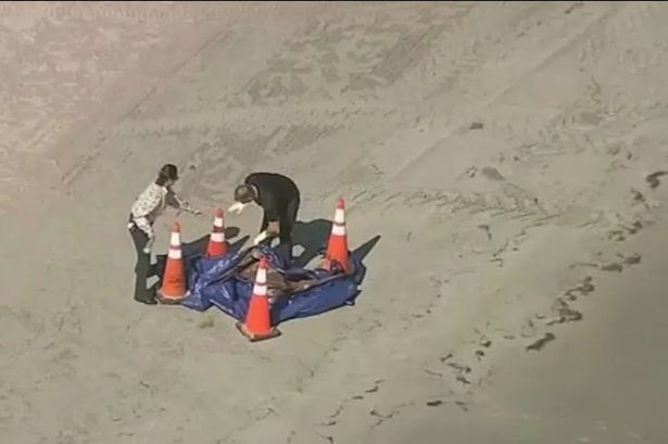 Florida locals scared to go to the beach after human head washes up in sand