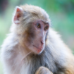 Forty-three monkeys escape from US research lab