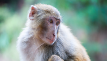 Forty-three monkeys escape from US research lab