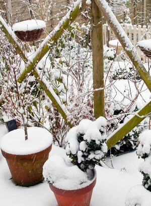 Gardeners urged 'do one thing' now as snow blankets UK gardens