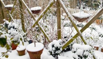 Gardeners urged 'do one thing' now as snow blankets UK gardens