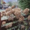 Gardener's urgent warning to prepare hydrangeas for winter before critical time