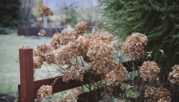 Gardener's urgent warning to prepare hydrangeas for winter before critical time