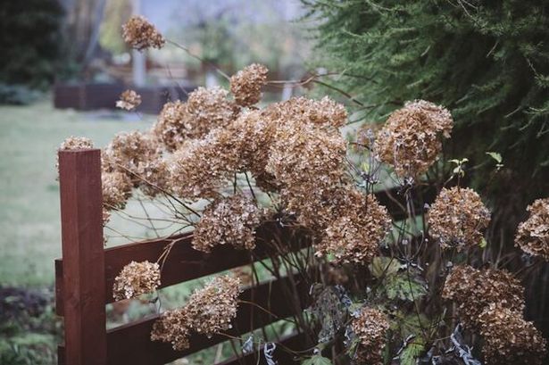 Gardener's urgent warning to prepare hydrangeas for winter before critical time