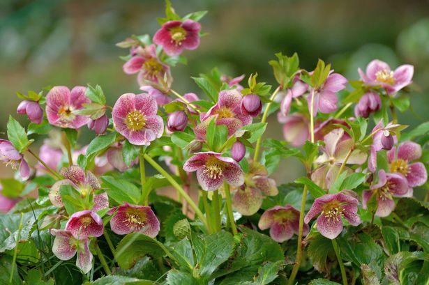 Gardening expert reveals five flowers you should be growing this winter