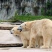 Germany: Zoo wary over newborn polar bear cubs' prospects