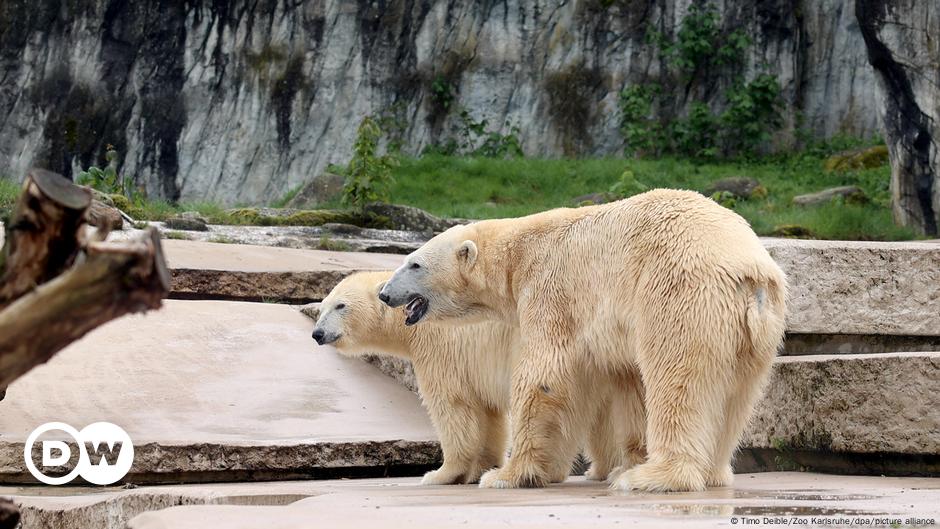 Germany: Zoo wary over newborn polar bear cubs' prospects