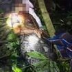 Horrifying moment man is cut from belly of 23ft python that crushed him to death and swallowed him whole in Indonesia