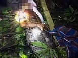 Horrifying moment man is cut from belly of 23ft python that crushed him to death and swallowed him whole in Indonesia