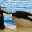 Horror final moments of SeaWorld trainer as killer whale who 'tore organs' dies