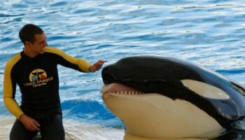 Horror final moments of SeaWorld trainer as killer whale who 'tore organs' dies