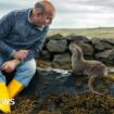 How Billy met Molly - the orphaned otter who is now part of the family