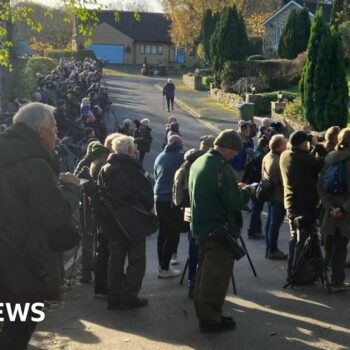 Hundreds flock to quiet cul-de-sac after rare bird spotted on washing line