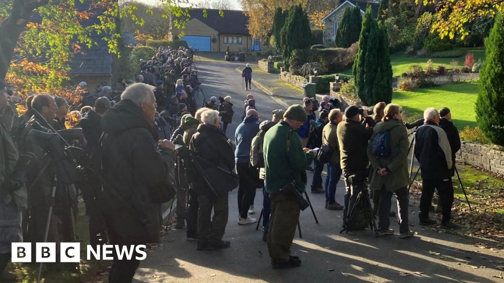 Hundreds flock to quiet cul-de-sac after rare bird spotted on washing line