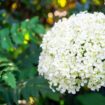 Hydrangeas saved from turning brown by gardeners who do these 5 things now