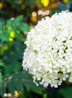 Hydrangeas saved from turning brown by gardeners who do these 5 things now