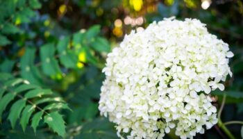 Hydrangeas saved from turning brown by gardeners who do these 5 things now