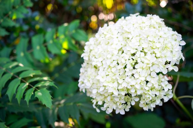 Hydrangeas saved from turning brown by gardeners who do these 5 things now