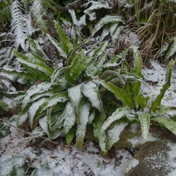 I'm a gardening expert - cheap hack protects plants all winter but don't make this mistake